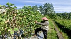 Lapas Piru Panen 15 Kg Buncis Perkuat Kemandirian Warga Binaan