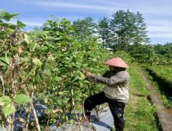 Lapas Piru Panen 15 Kg Buncis Perkuat Kemandirian Warga Binaan