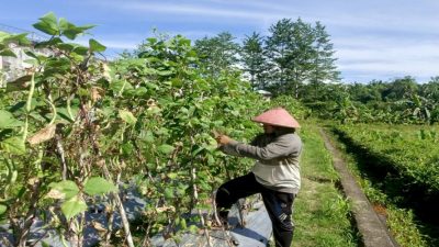 Lapas Piru Panen 15 Kg Buncis Perkuat Kemandirian Warga Binaan